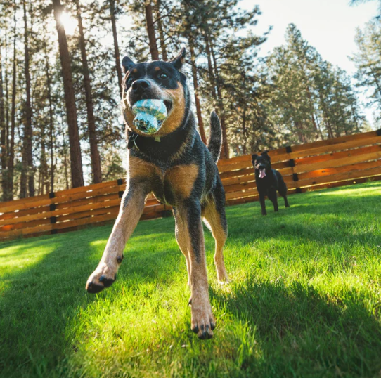 Ruffwear Toadstool Rubber Dog Toy