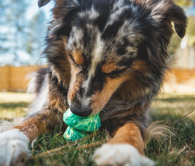 Ruffwear Toadstool Rubber Dog Toy