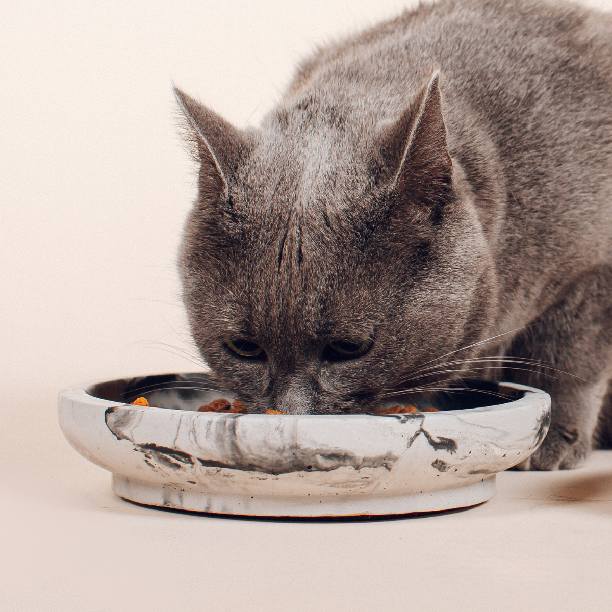 Pino Whisker Friendly Bowl