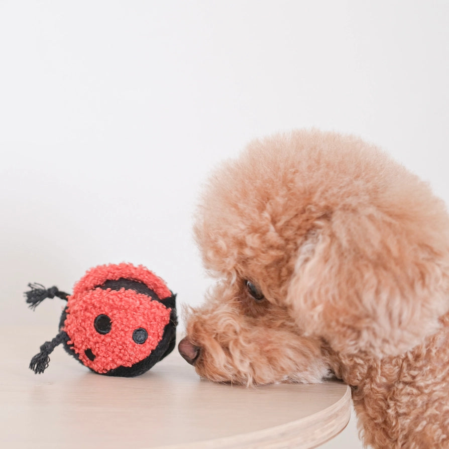 Lambwolf Collective Ladybug Pop 益智玩具