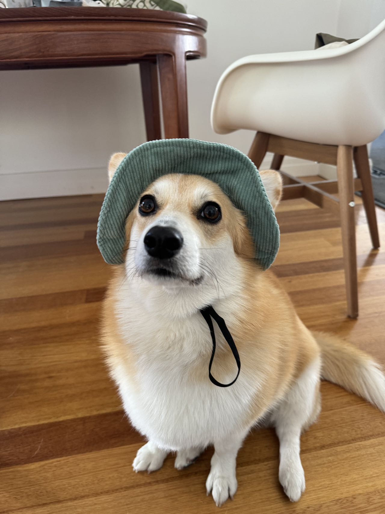 Bucket Hat for Pets