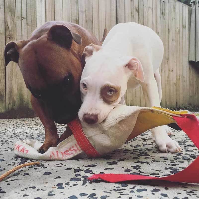 澳洲牧羊犬独自在家