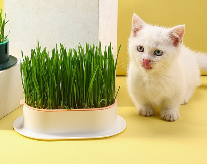 Cat Garden Grass Planter