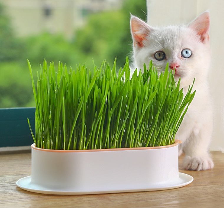 Cat Garden Grass Planter