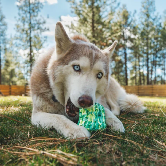 Ruffwear Morel Rubber Dog Toy