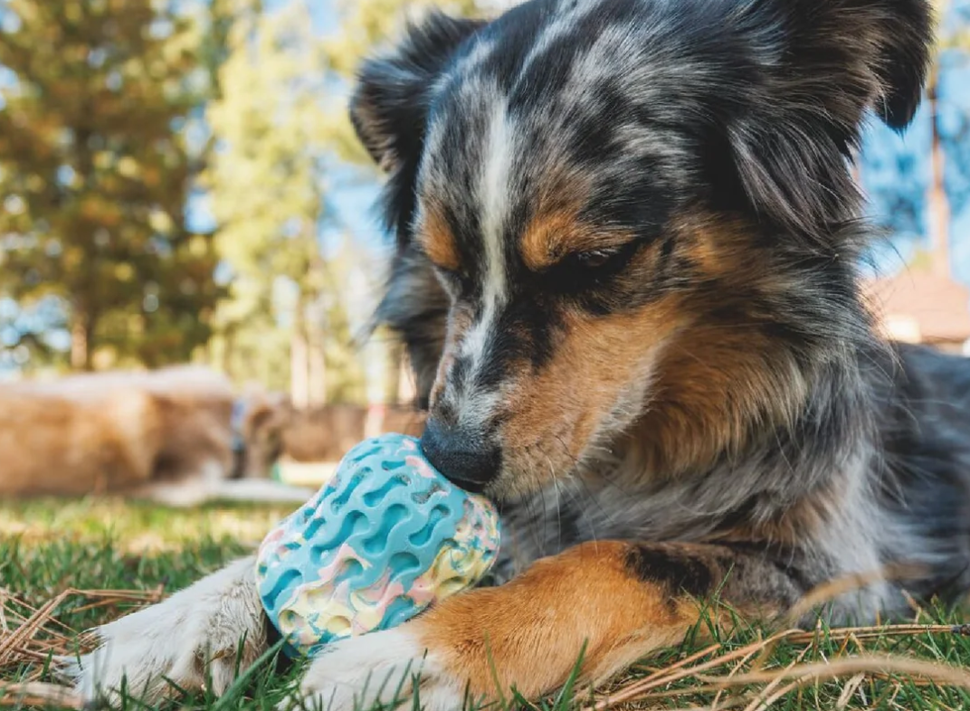 Ruffwear Morel Rubber Dog Toy